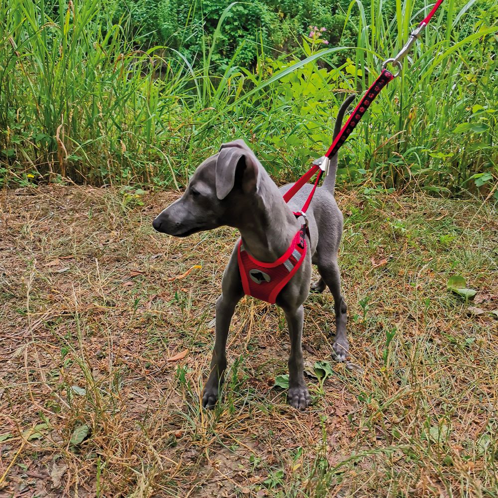 Hiking: guinzaglio e pettorina per cane