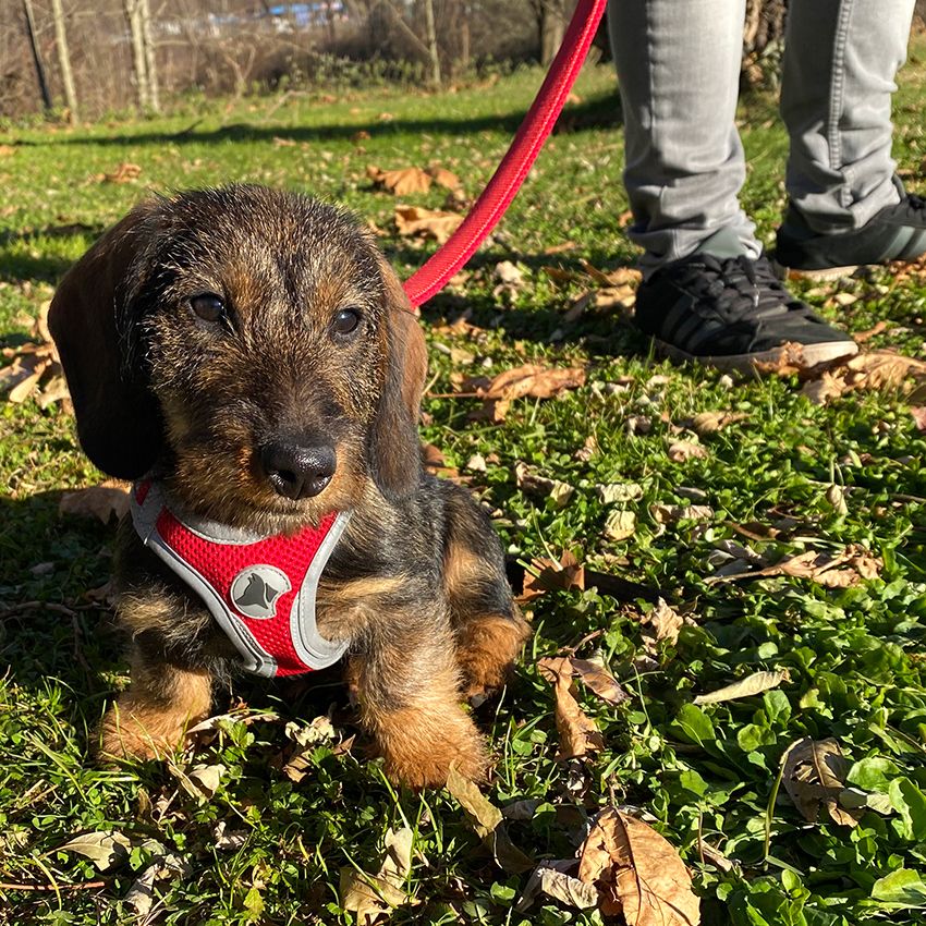 Leash for pulling dogs - Hiking Reflective