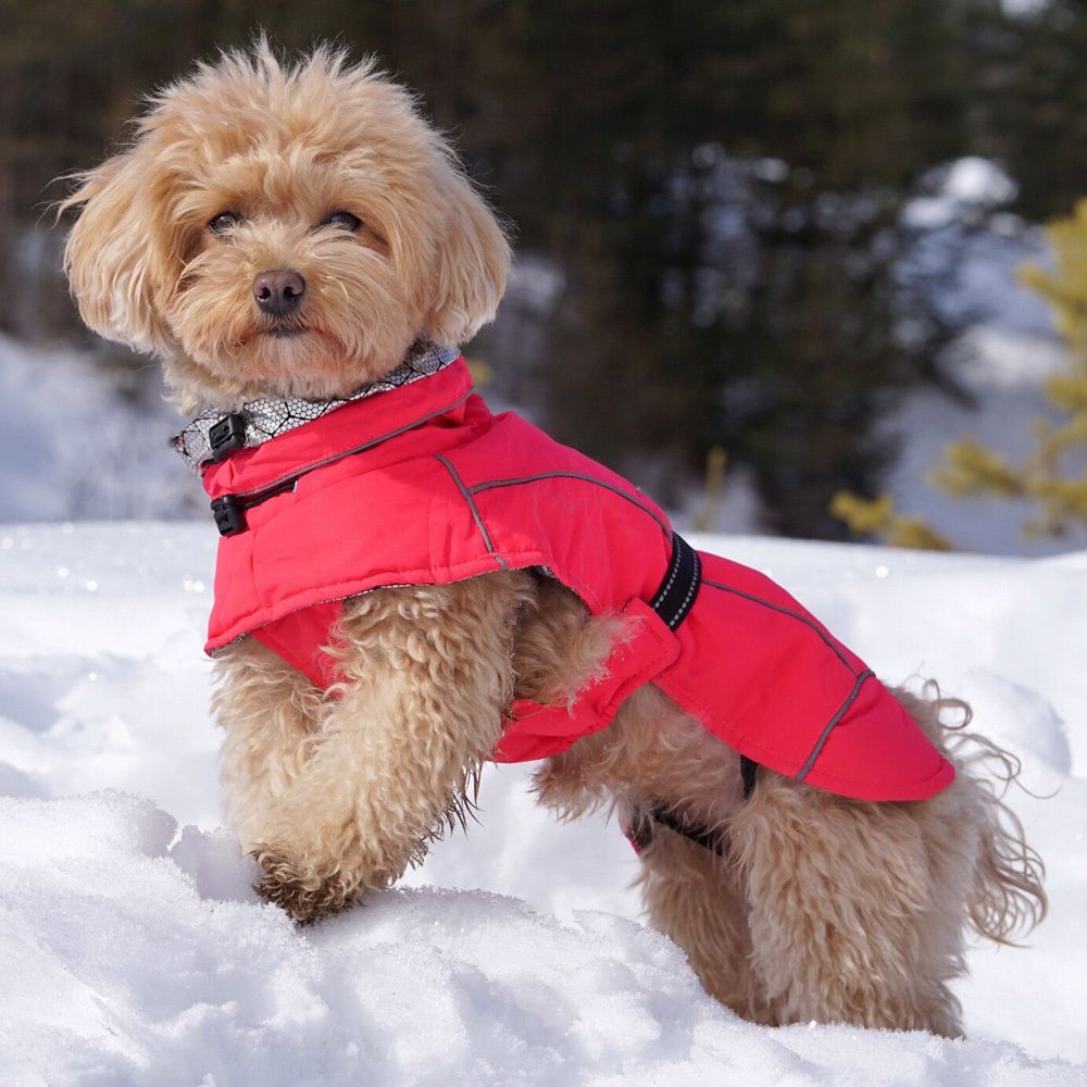 Miglior impermeabile per cani Hiking K2