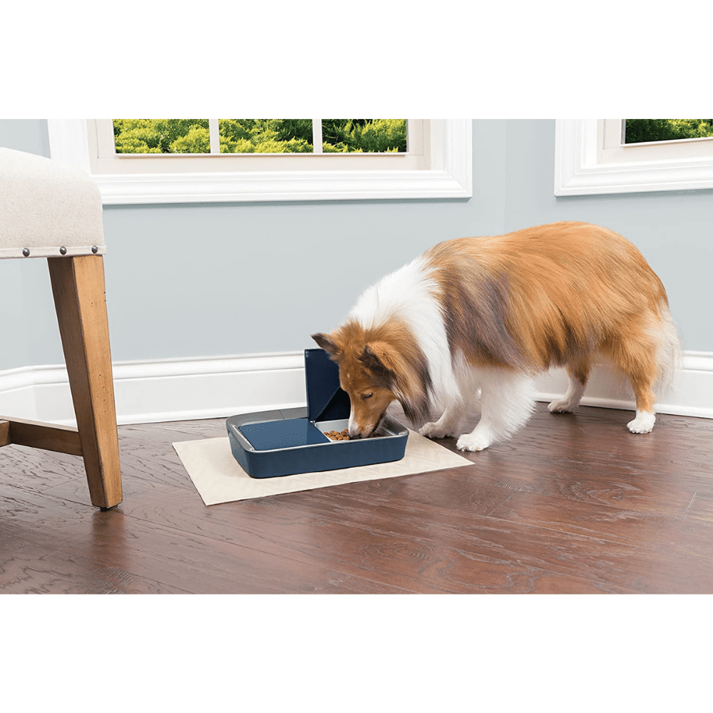 Mangiatoia PetSafe 2 PASTI