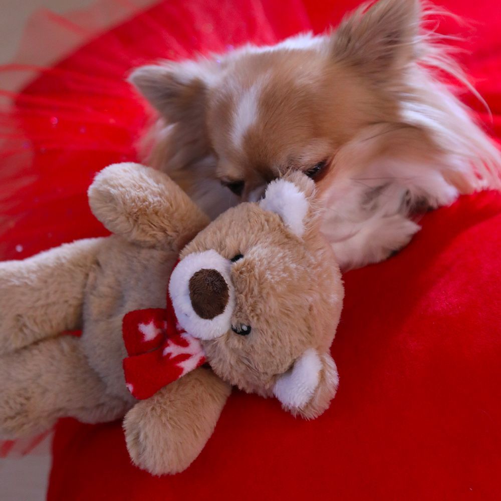 My Teddy: peluche per cani