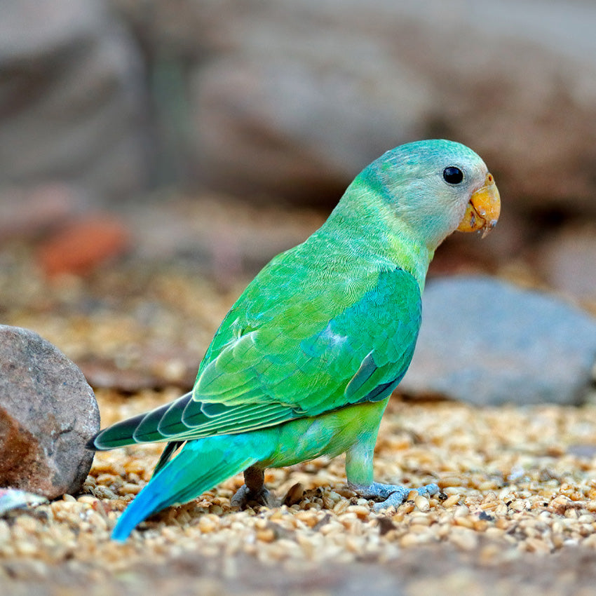 Sand Birds with Grit