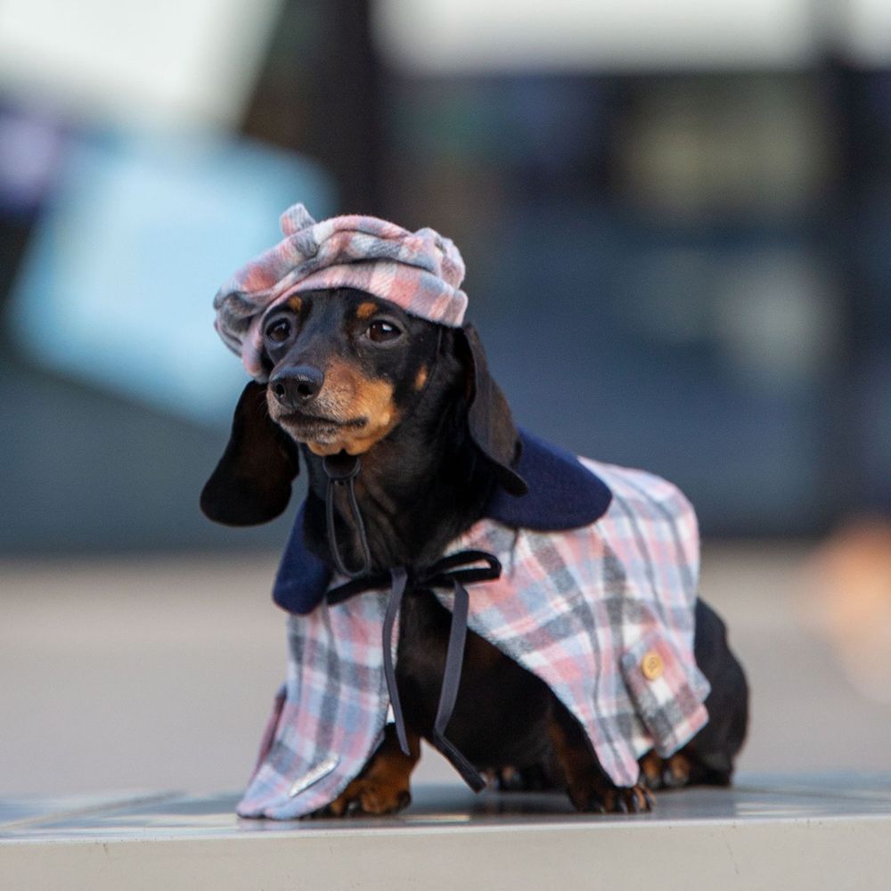 Parisian Animal Hat