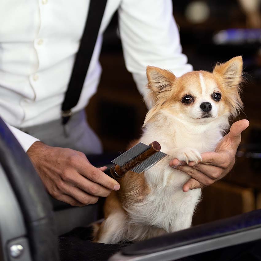Barbershop: pettine per cane con denti doppi