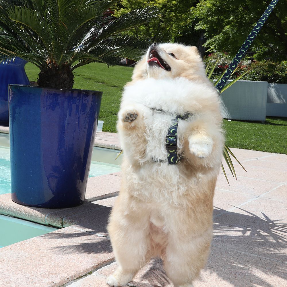 Harnais banane pour chiens