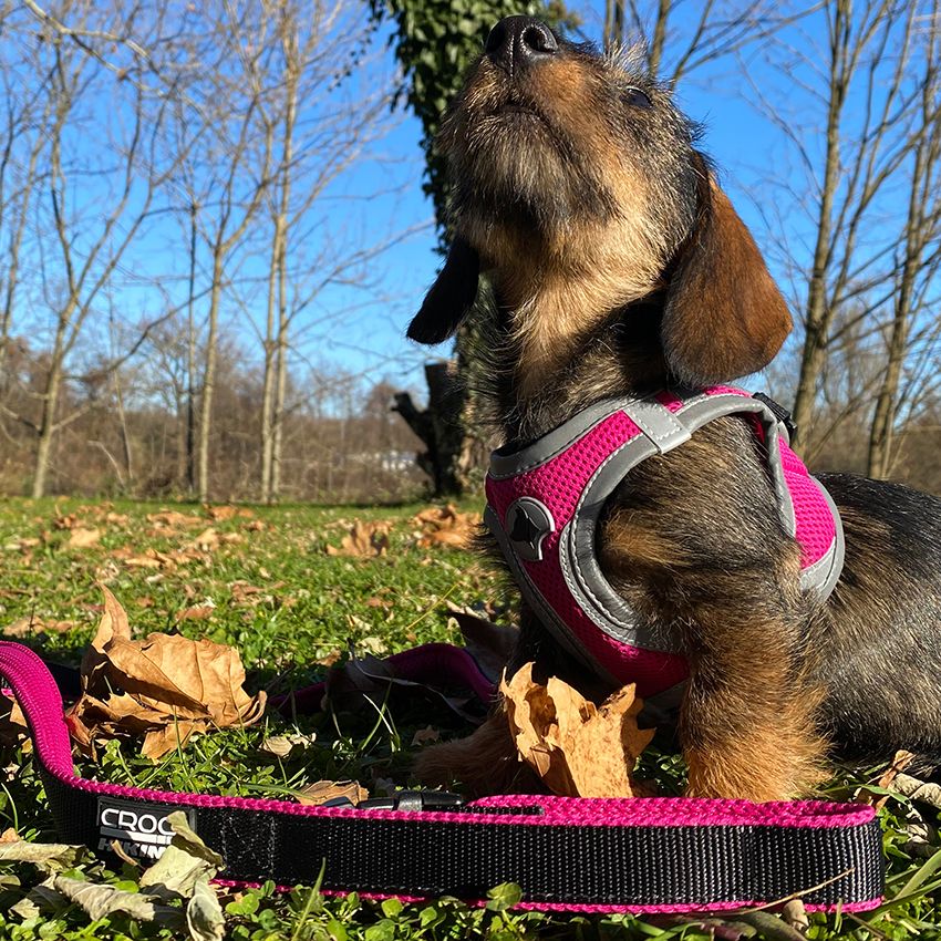 Pettorina Hiking Reflective Rosa