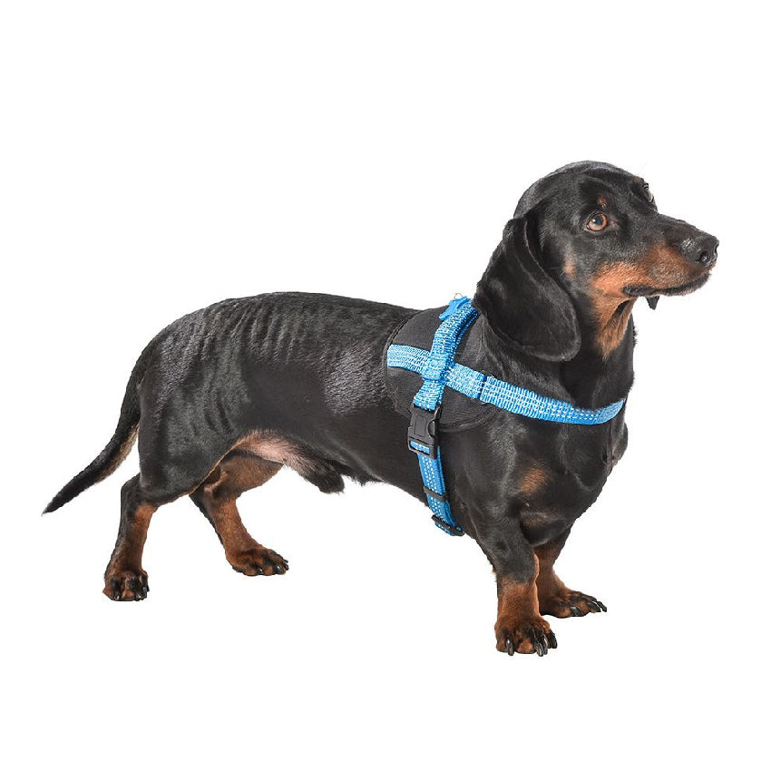 Bobby dog harness - Easy Safe