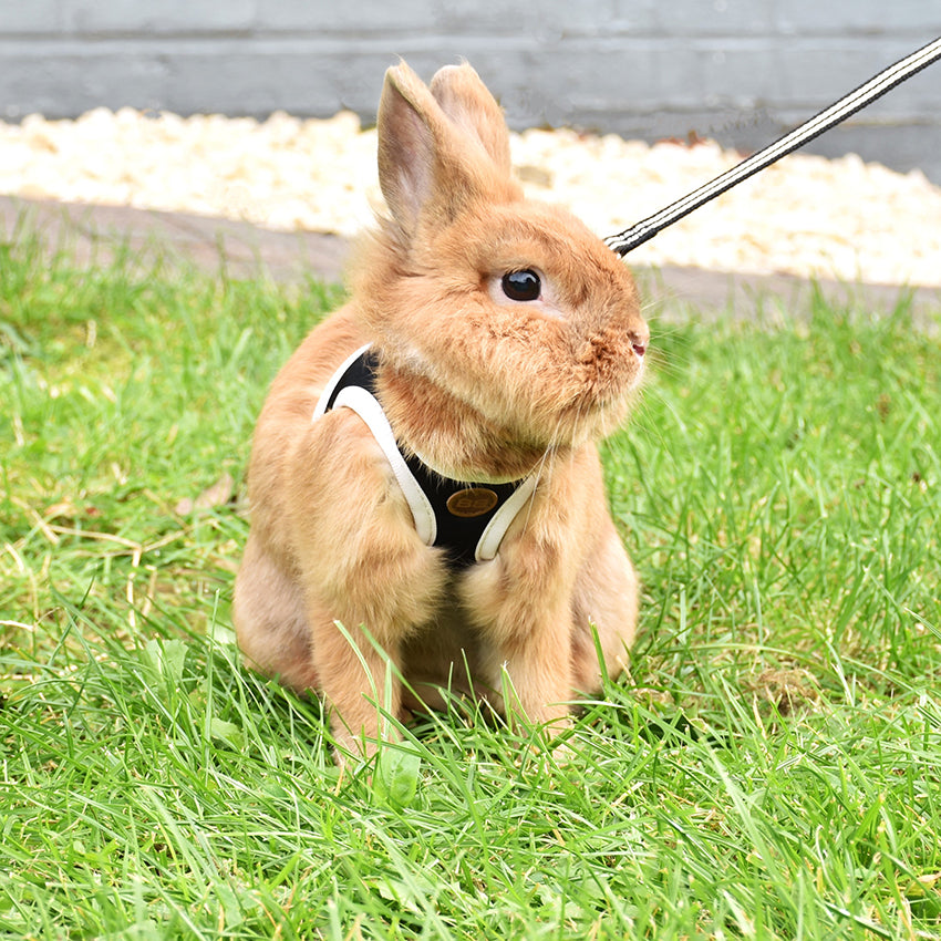 Bobby rabbit harness - Stripe