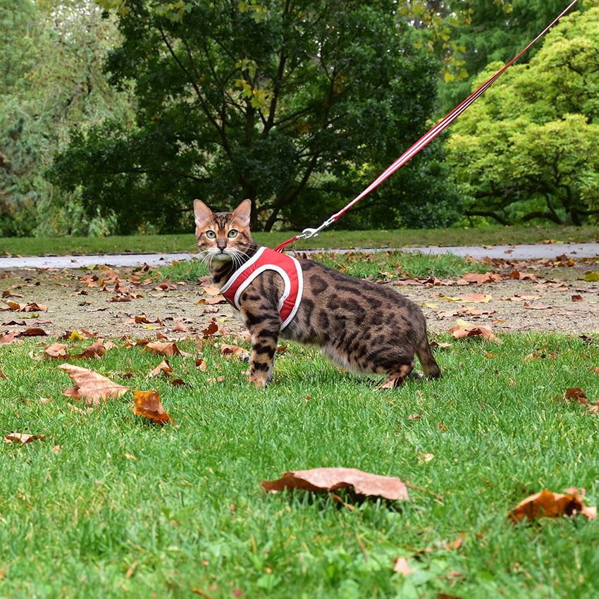 Pettorina e guinzaglio per gatti Bobby Stripe