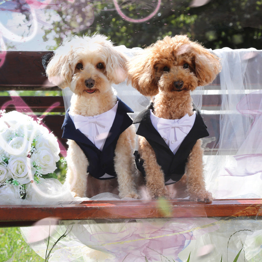 Ceremony dog harness - Groom