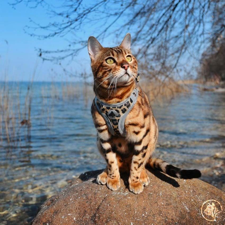 Pettorina per cane Reflective Leopard