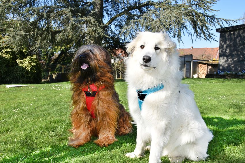 Pettorina per cane taglia grande Bobby Rando Walk