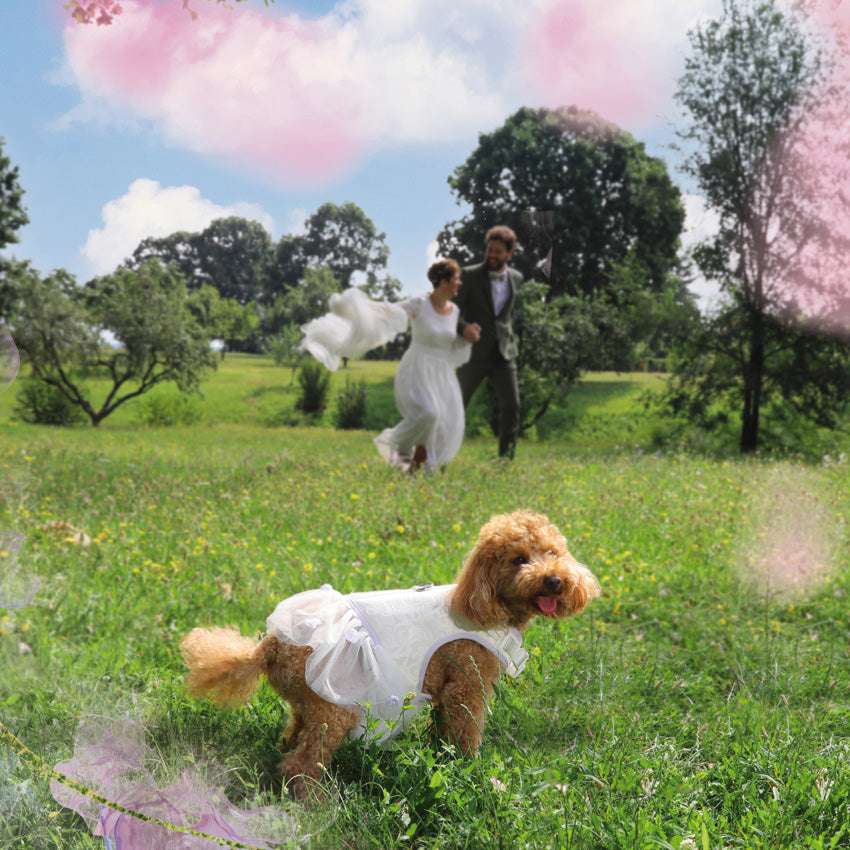 Bride: pettorina per cane della linea Ceremony