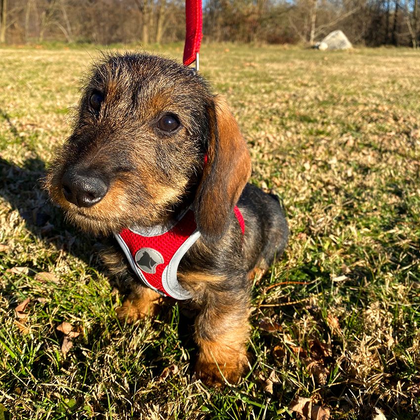 Pettorina per cani Hiking Reflective Rosso