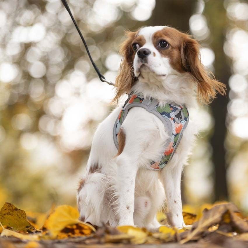 Pettorina per cani Reflective Harlequin