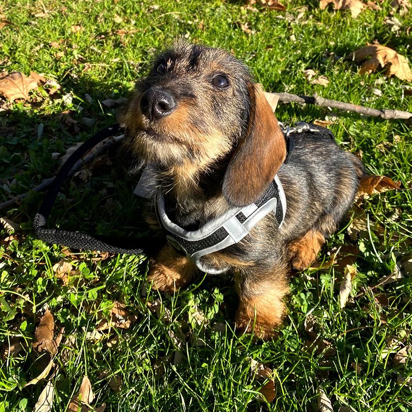 Pettorina per cani di taglia piccola Hiking Reflective Nera