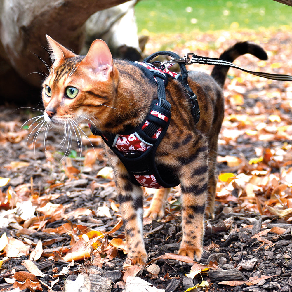 Cat harness - Bobby Rando Monoi