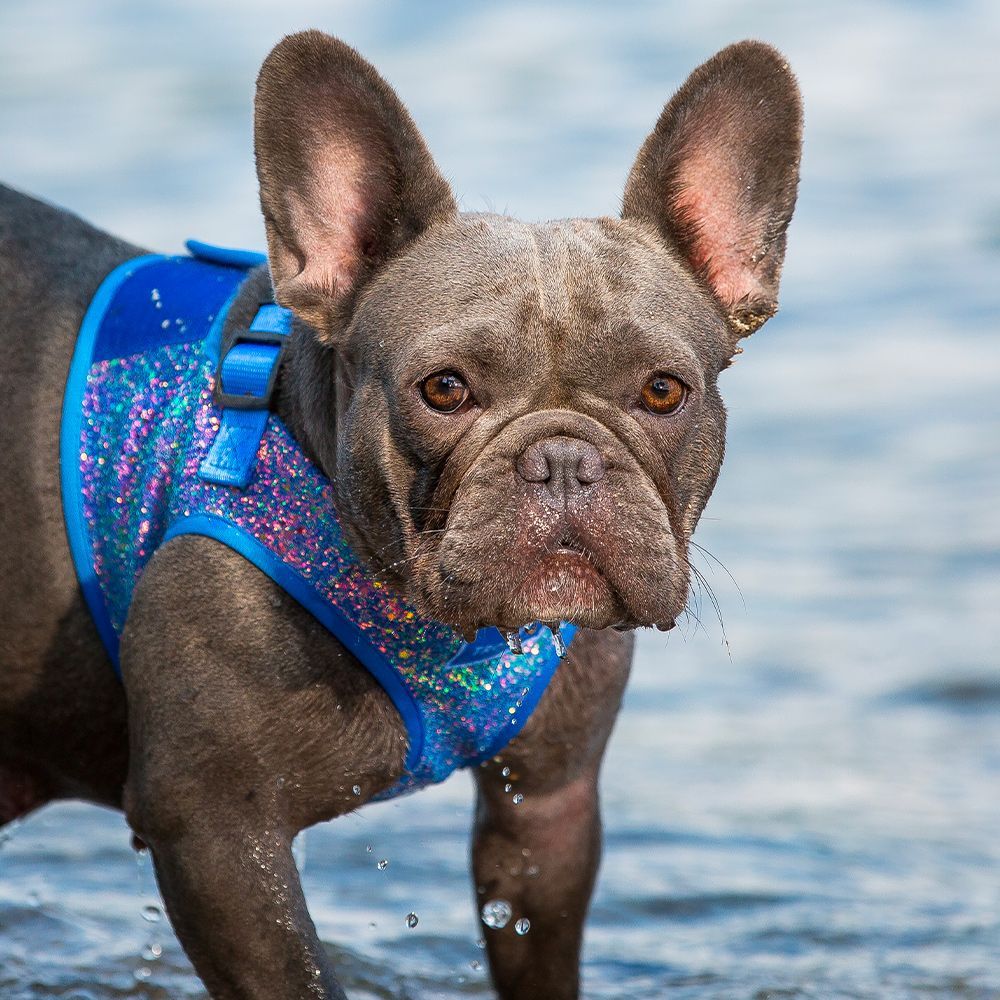 Dog harness - Sparkling Candy
