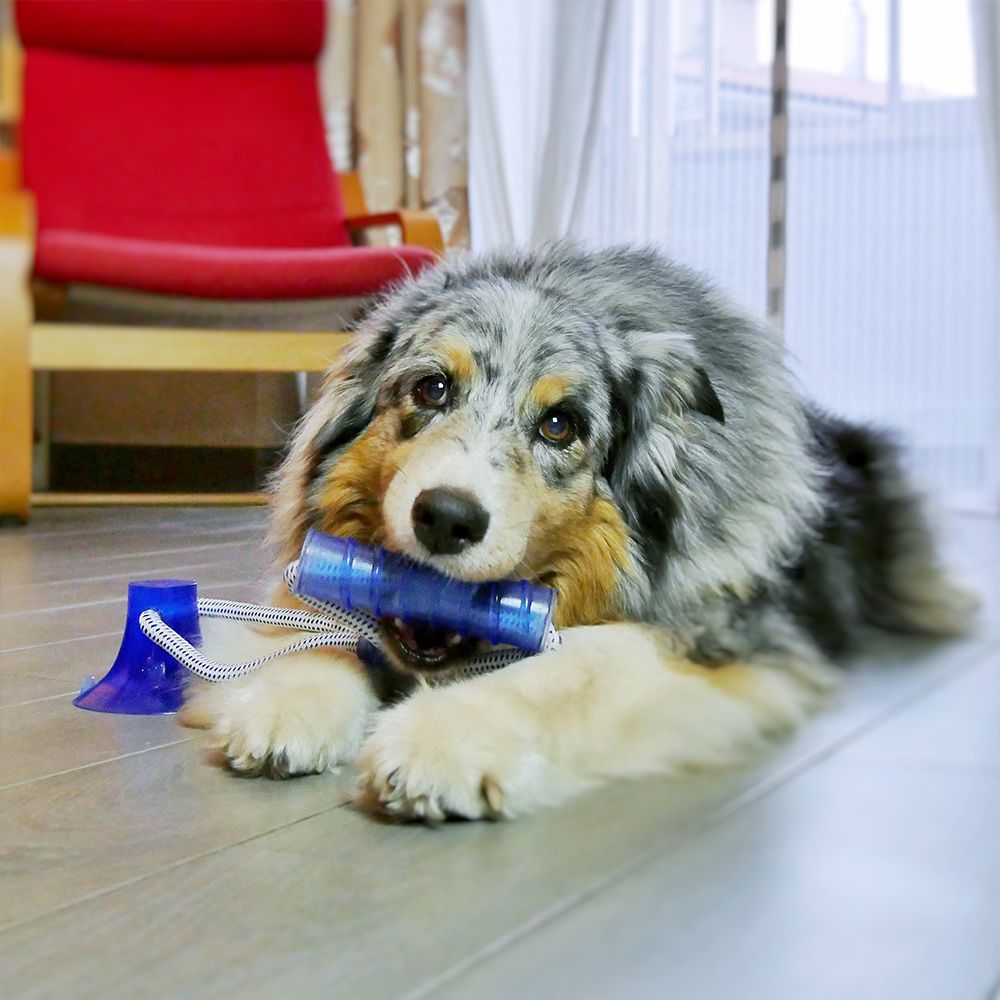 Pull&Play with Stick Game for Dogs