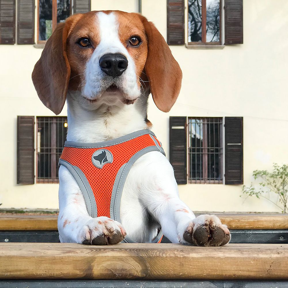 Hiking Reflective Dog Harness - Solid colour