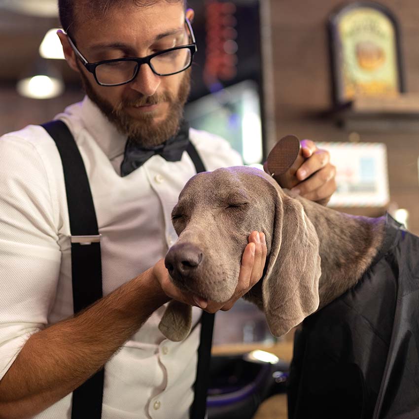 Cepillo para perros Barbershop - Dientes finos