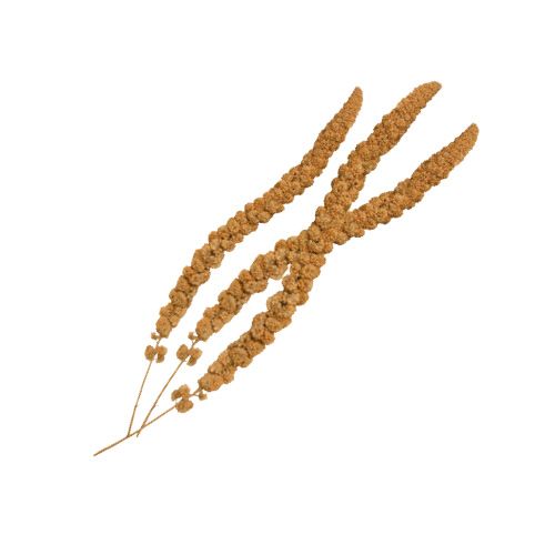 Repas de grandes oreilles de panique