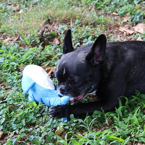 Jeu de poisson dansant pour chiens et chats