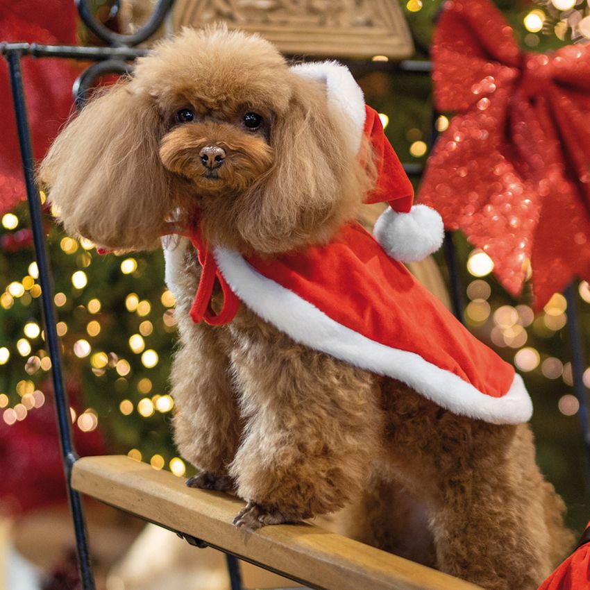 Vestito Natale per cane Xmas Santa