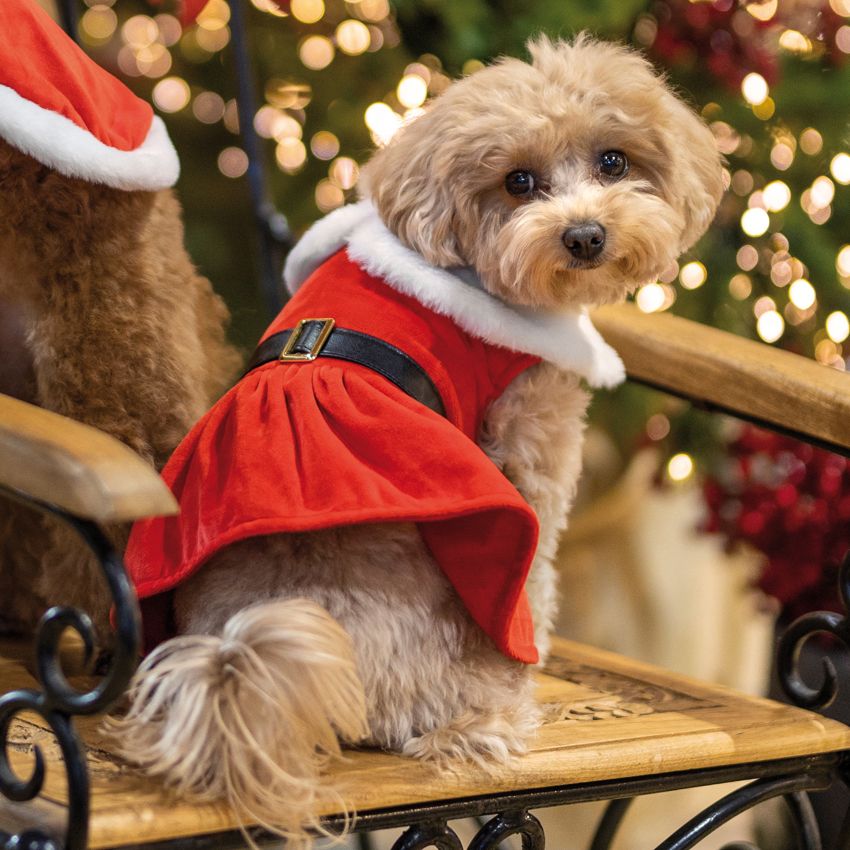 Vestito Natale per cane Xmas Santa Girl