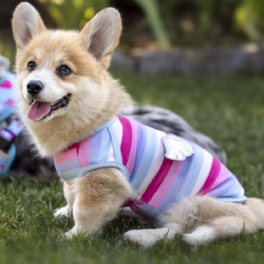 Vestito per cani Wings