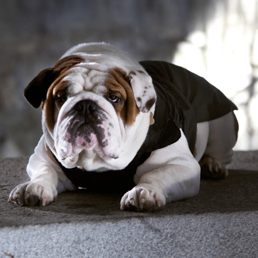 Mantel der französischen Bulldogge