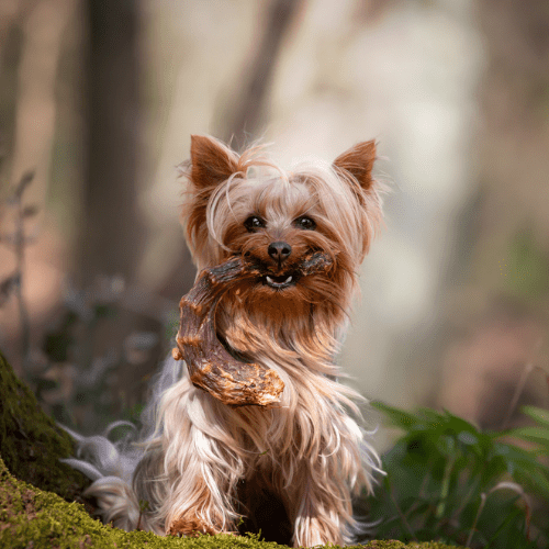 Niki Natural Barf Truthahnhals-Snack für Hunde