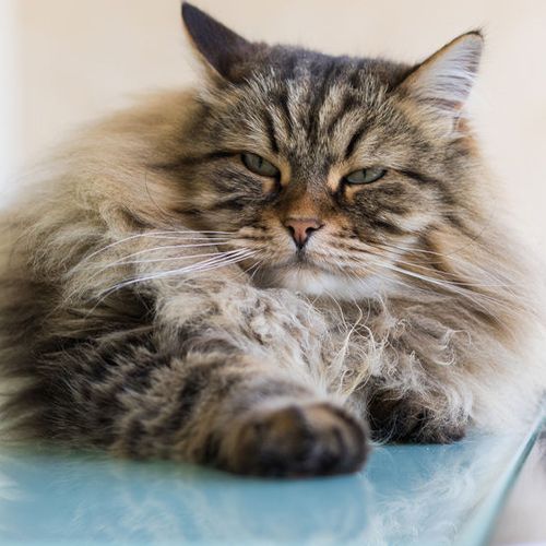 Powerfur Groomer for Long-Haired Cats