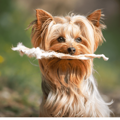 Niki Natural Barf Rabbit Ears with Fur Snacks for Dogs