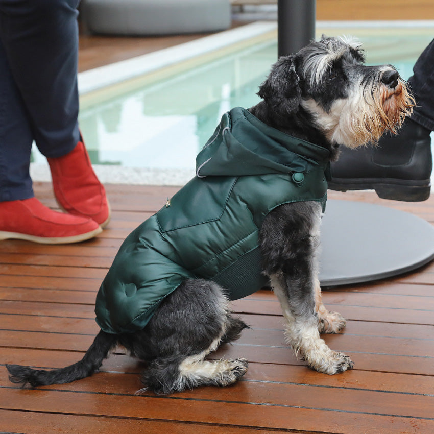 Giubbotto imbottito con cappuccio per cani in poliestere impermeabile con foro guinzaglio - 3