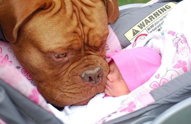 Cane in casa: come comportarsi all'arrivo di un bebè