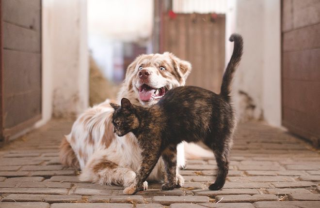 Spesa Solidale: aiuta i canili e gattili in difficoltà