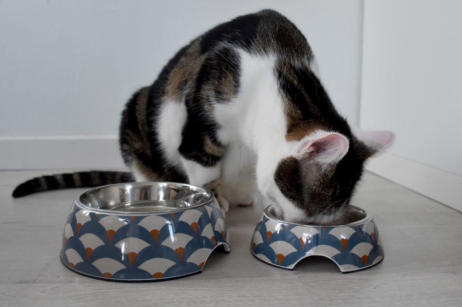 Disidratazione gatto: sintomi e rimedi