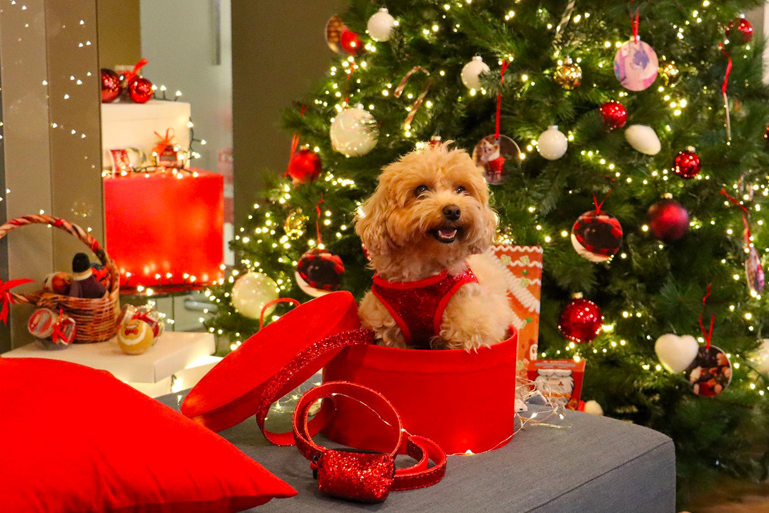 Idee regalo per cane Natale