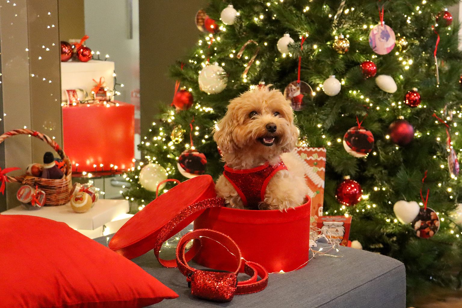 Idee regalo per cane Natale