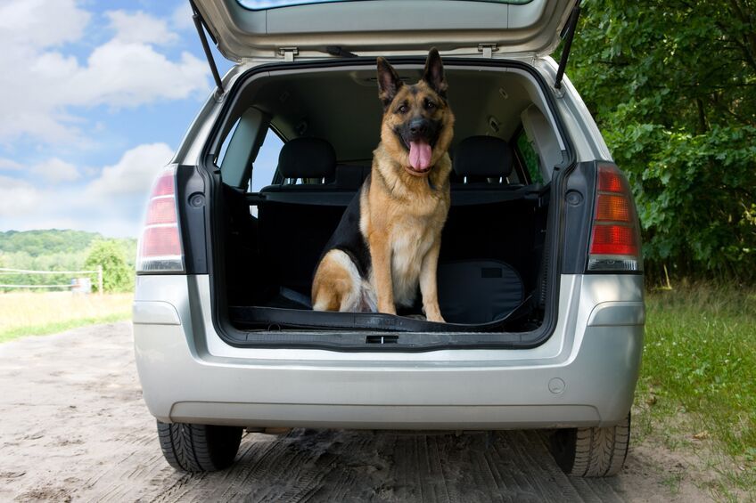 Viaggiare con il cane in auto