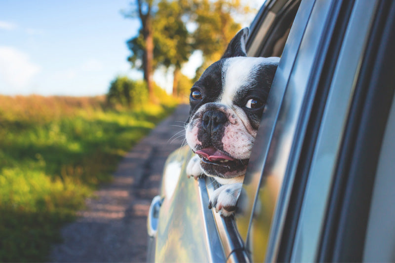 Le migliori destinazioni pet-friendly in Italia per l'estate 2024