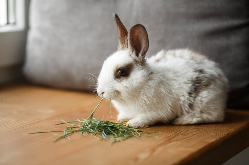 Food and hay for rabbits and rodents