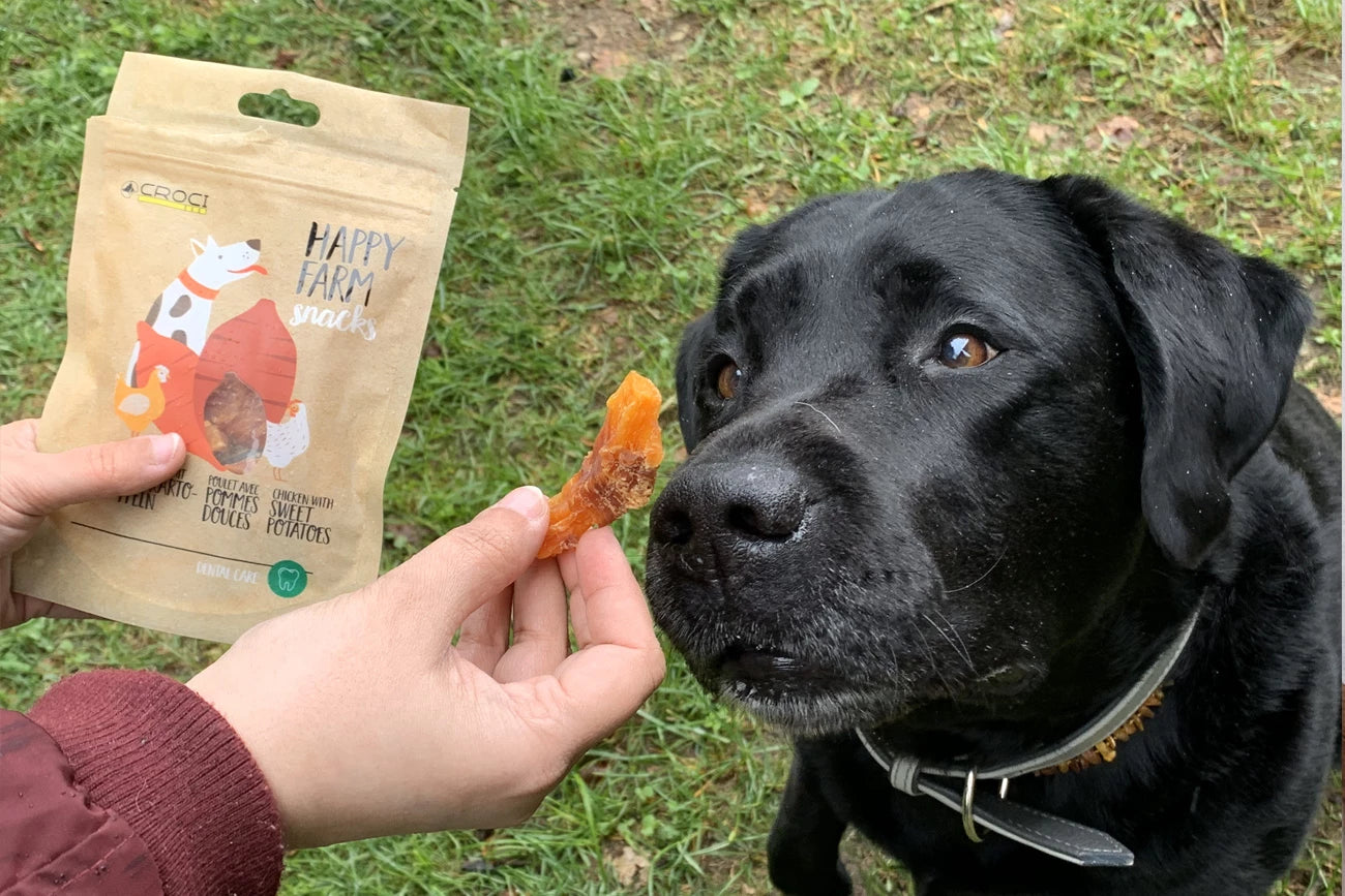 Alimenti e snack per cani