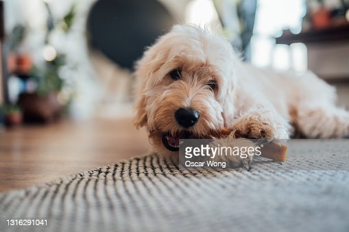 Prodotti per animali più regalati