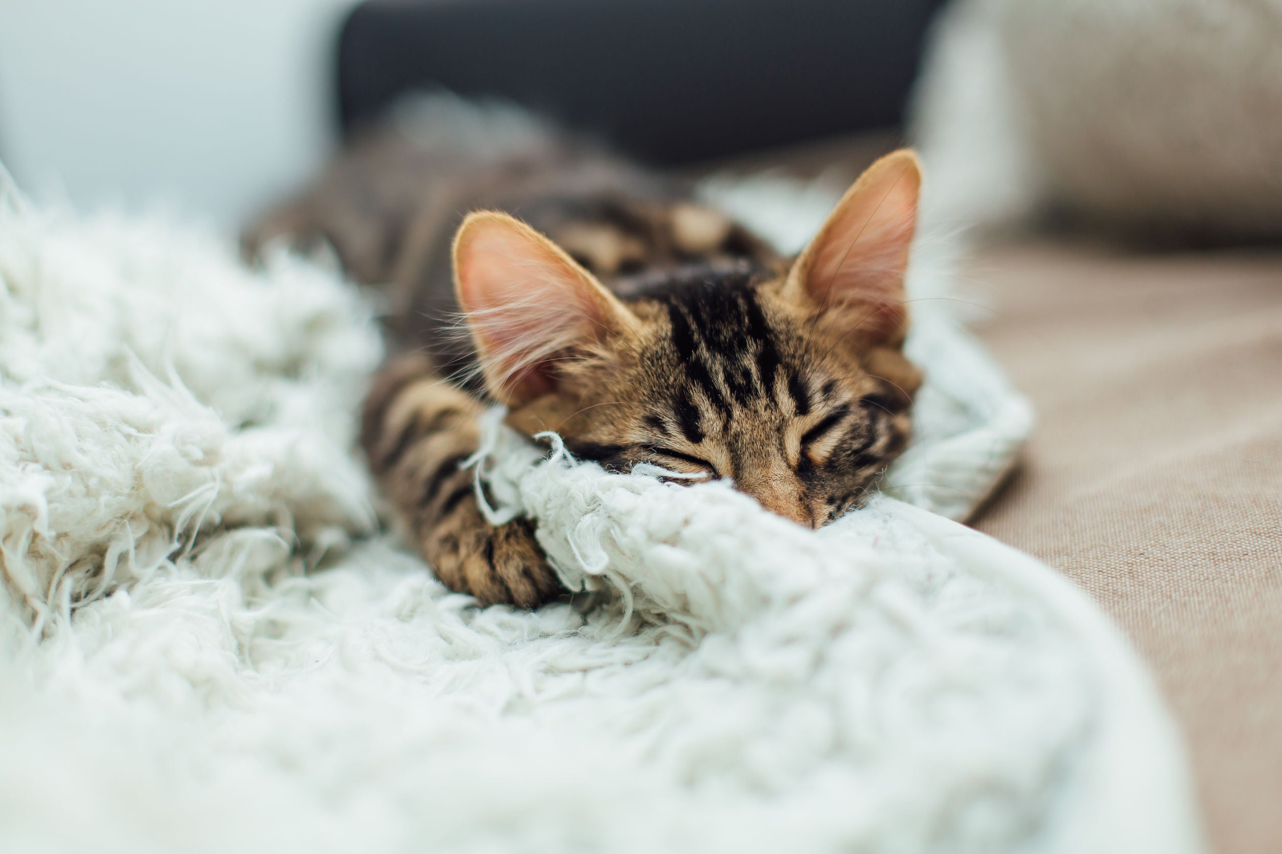 Cuscini e cucce per gatti