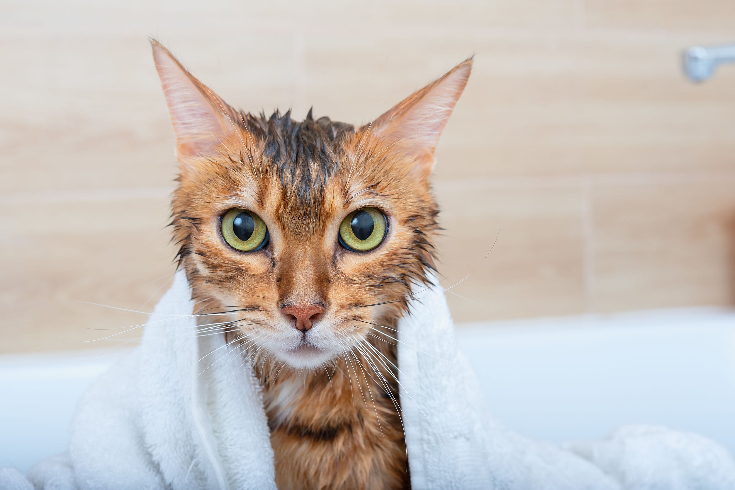 Cura e igiene gatto
