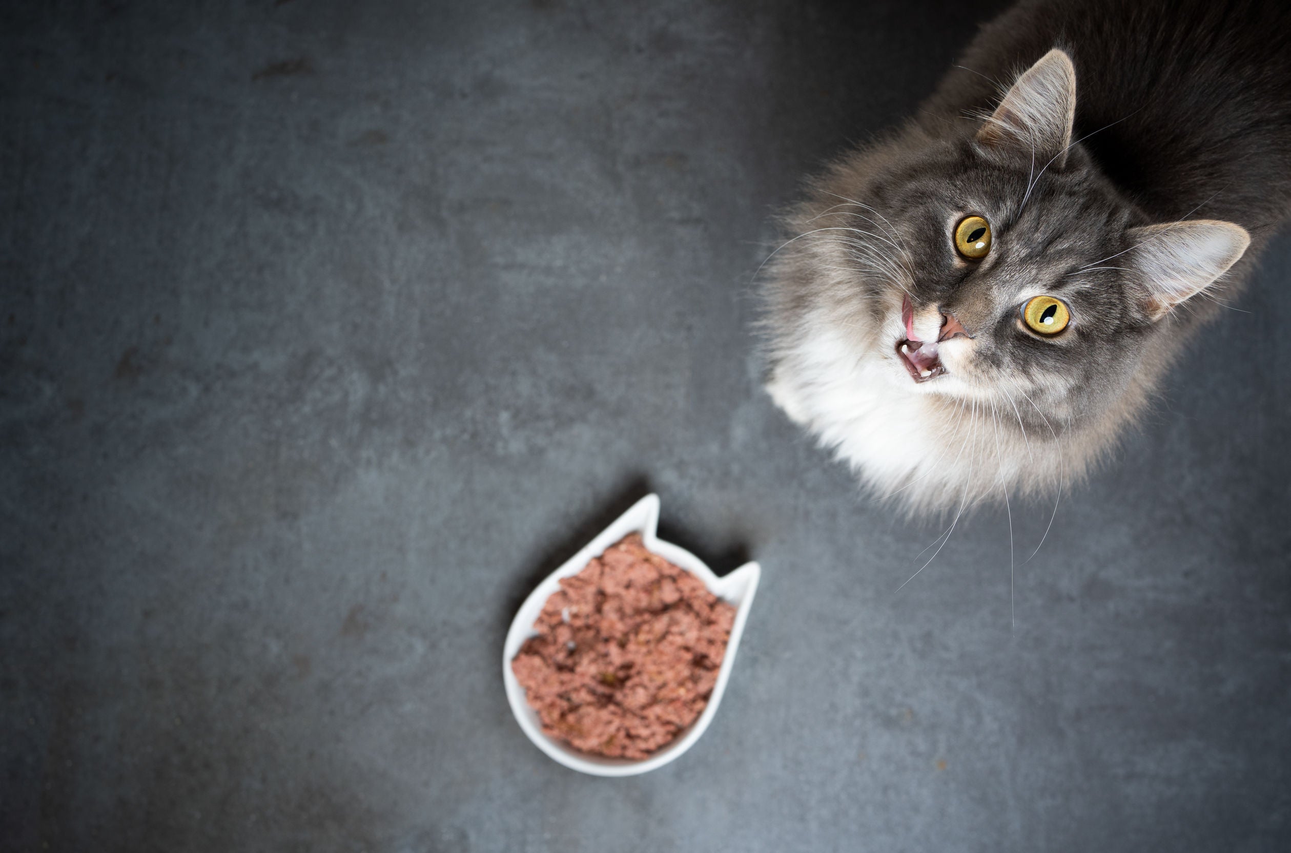 Snack e cibo umido per gatti