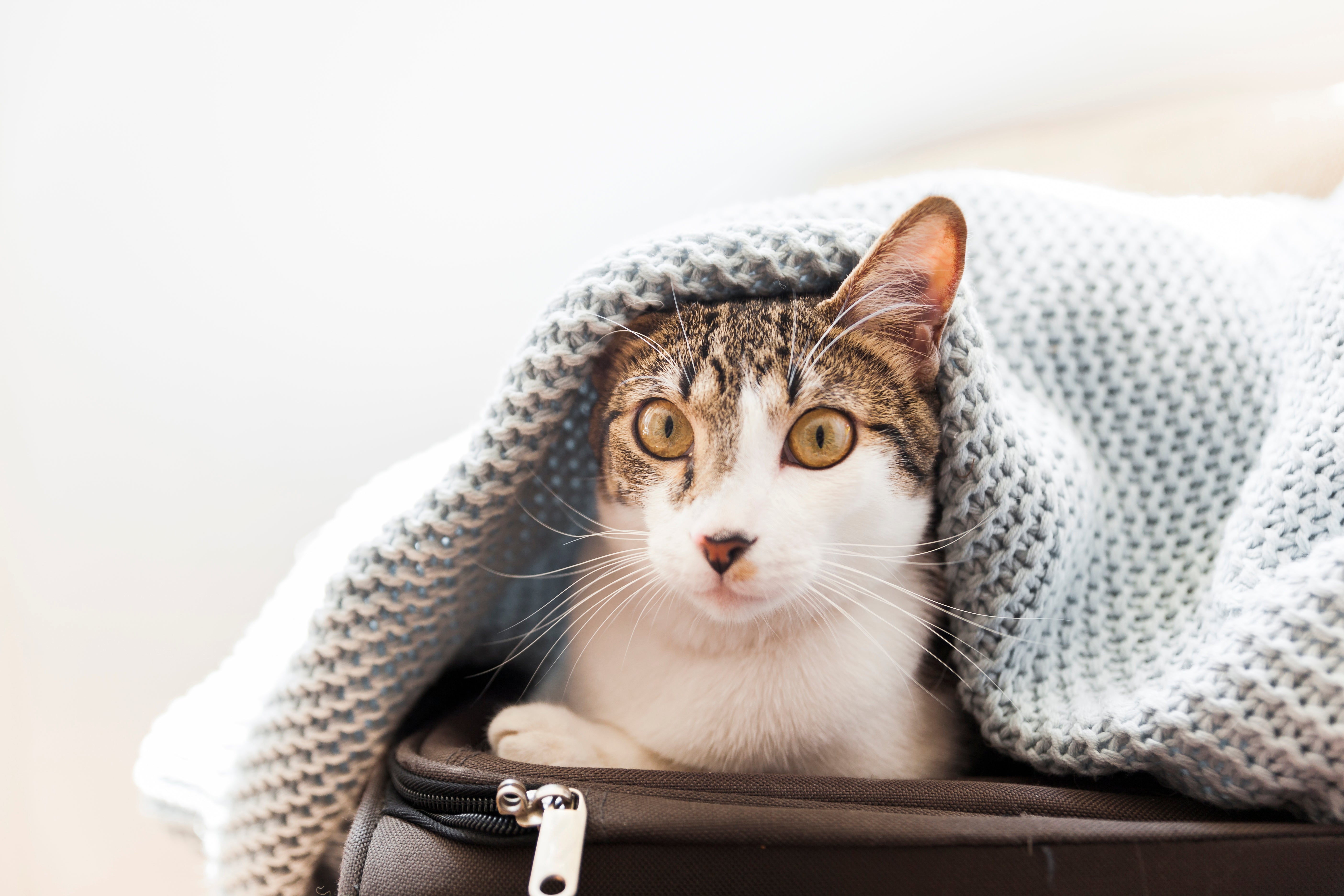 Borse e trasportini per gatti