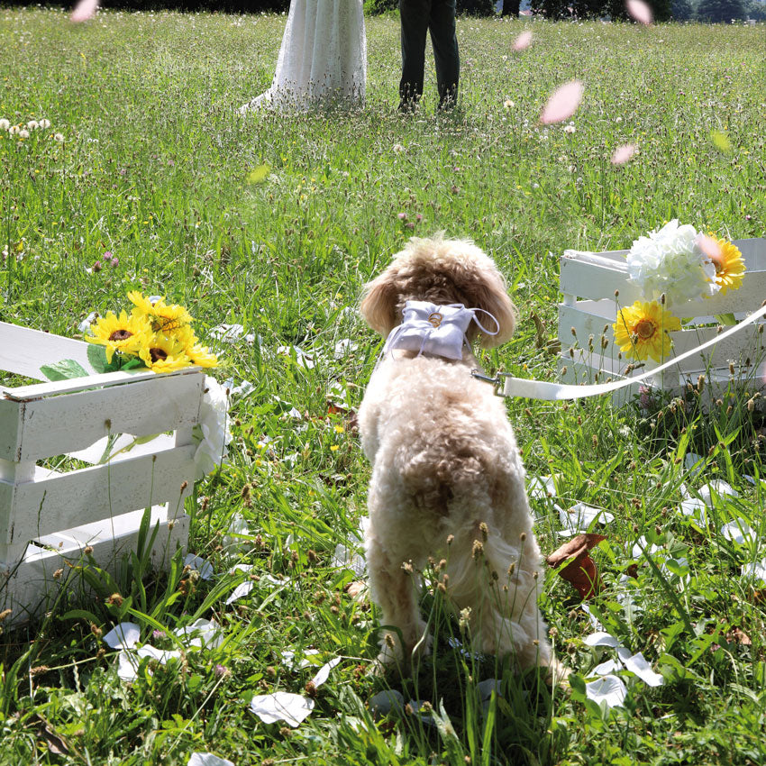 Guinzaglio cane bianco - Ceremony